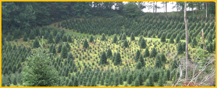 Boone NC Christmas Tree Farm - NC Fraser Fir Safety