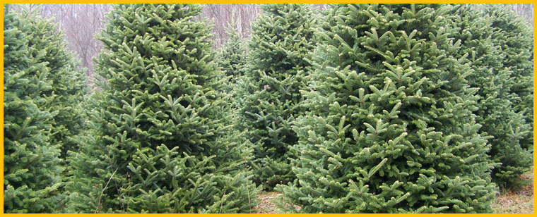 NC Christmas Tree Farms - NC Mountain Log Cabin Rental